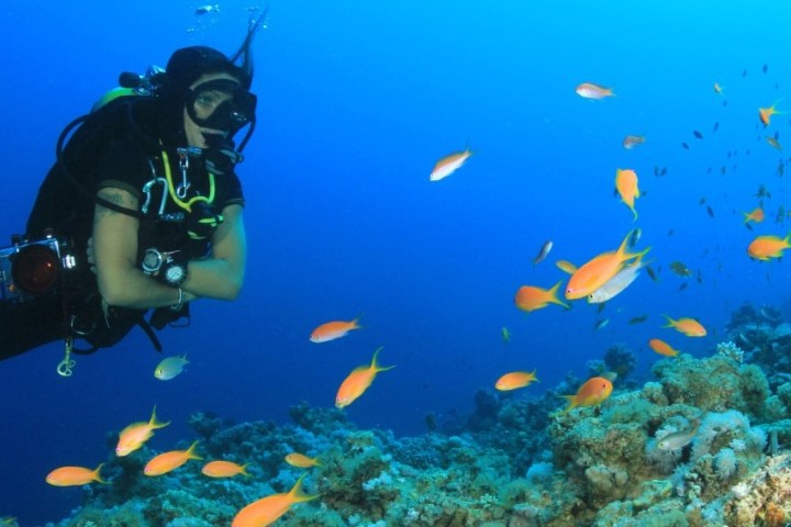 Scuba diver swimming near colorful fish and coral reef in clear blue waters.
