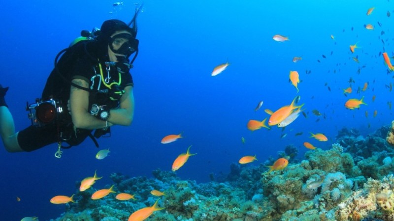 Scuba diver swimming near colorful fish and coral reef in clear blue waters.