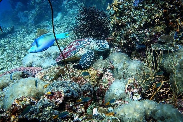 Sea turtle and fish swimming over colorful coral reef underwater.