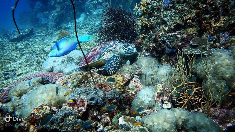 Sea turtle and fish swimming over colorful coral reef underwater.