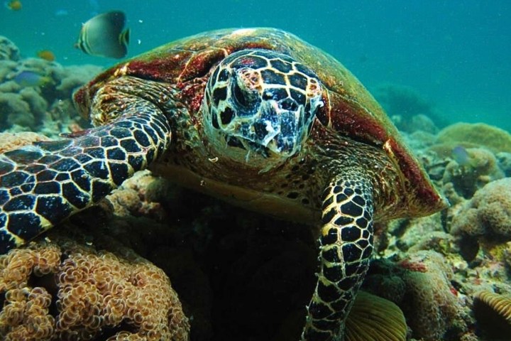 Sea turtle swimming over coral reef with fish in the background.