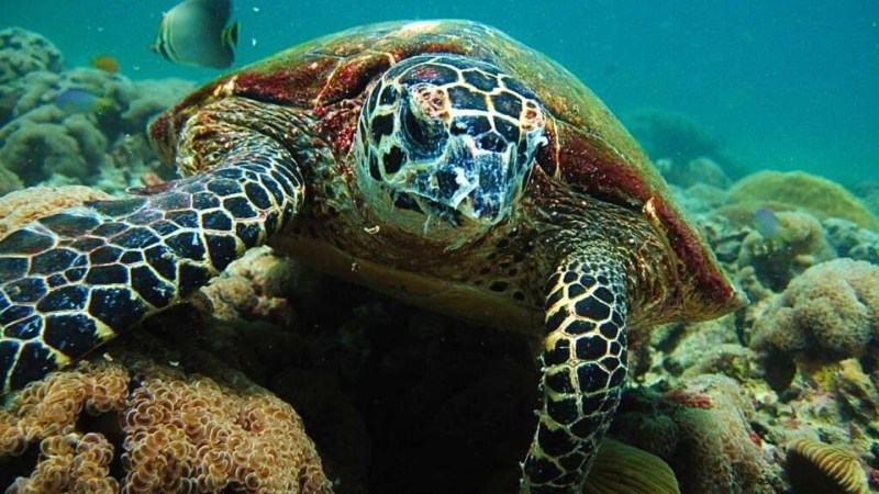Sea turtle swimming over coral reef with fish in the background.