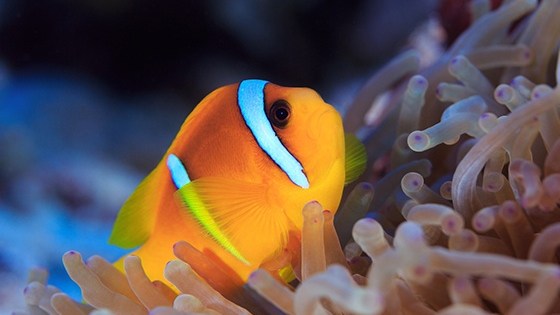 Orange clownfish with white stripes swimming among sea anemones.