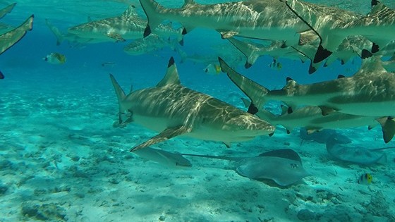 Group of sharks swimming underwater in clear blue water with rays at the sea bottom.