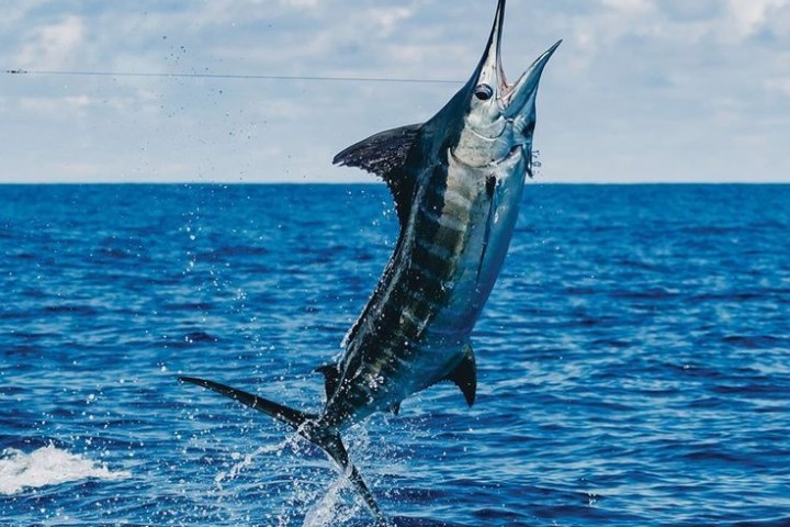 A marlin fish jumping out of the ocean water against a cloudy sky.