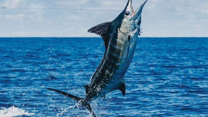 A marlin fish jumping out of the ocean water against a cloudy sky.