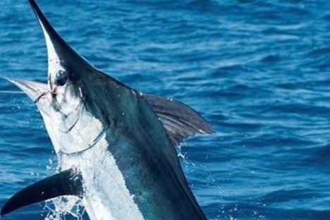 A marlin leaping out of the ocean with blue water in the background.