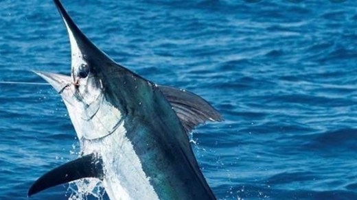 A marlin leaping out of the ocean with blue water in the background.