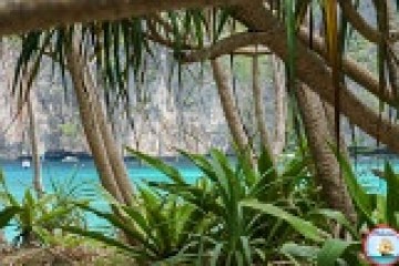 Lush greenery and tree framing a view of turquoise sea with cliffs in the background.