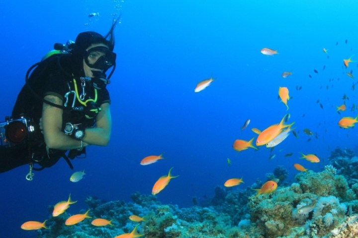 Scuba diver swims near coral reef with bright orange fish in clear blue water.