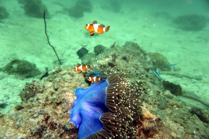 Clownfish swimming near a blue sea anemone on a rocky sea floor.