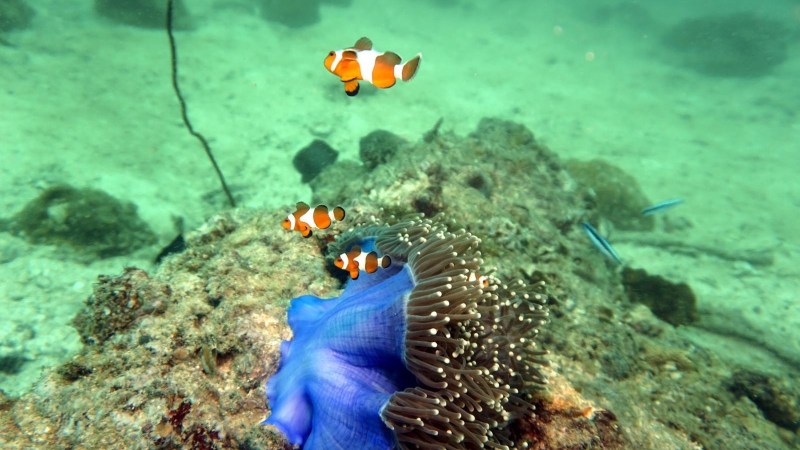 Clownfish swimming near a blue sea anemone on a rocky sea floor.