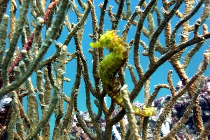 Seahorse camouflaged in coral branches underwater with blue background.