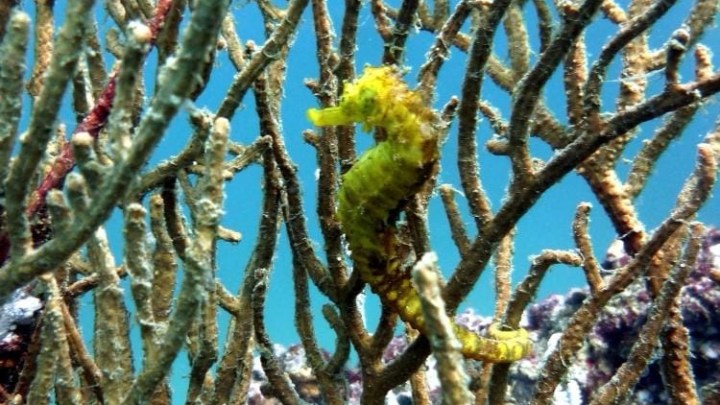 Seahorse camouflaged in coral branches underwater with blue background.