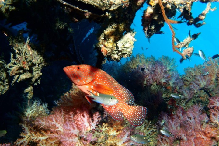 Colorful fish swimming in a vibrant coral reef with blue water background.
