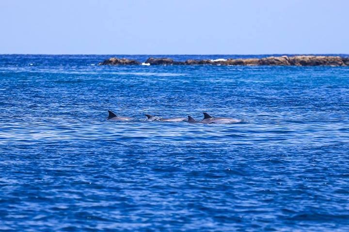 Three dolphins swimming near the water's surface with a rocky shoreline in the background.