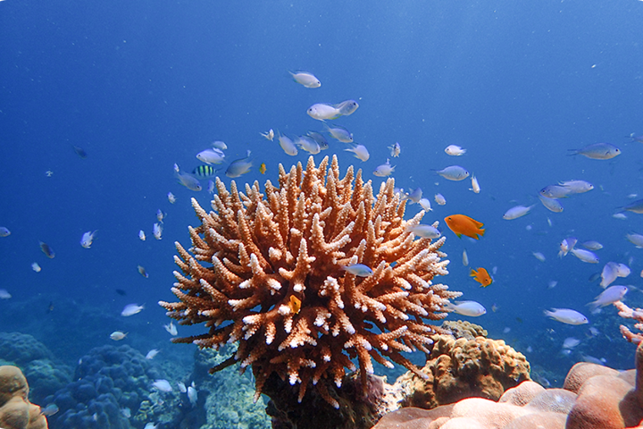 Underwater scene with coral and small colorful fish swimming around in blue ocean.