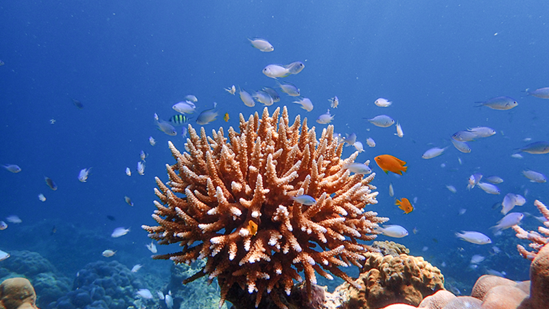 Underwater scene with coral and small colorful fish swimming around in blue ocean.