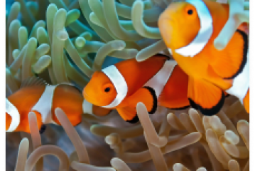 Three clownfish swimming among colorful sea anemones.