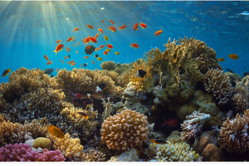 Colorful coral reef with fish swimming under sunlit water.